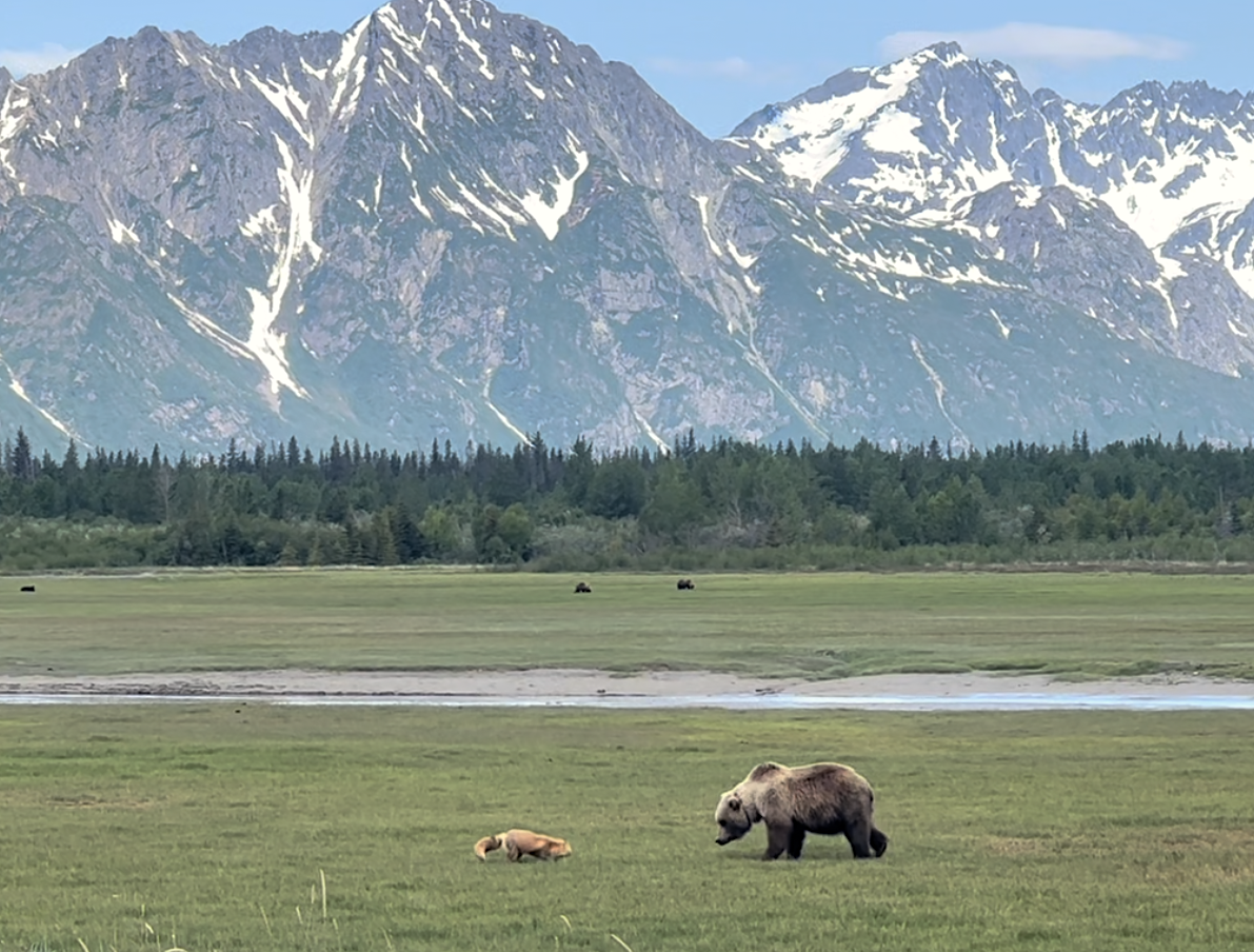best bear watching tours in alaska