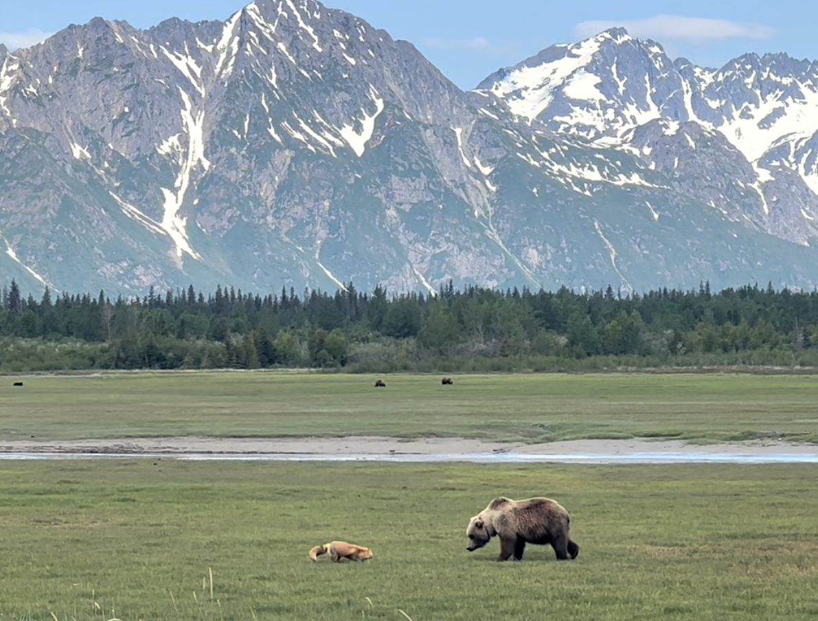 alaska tour bear