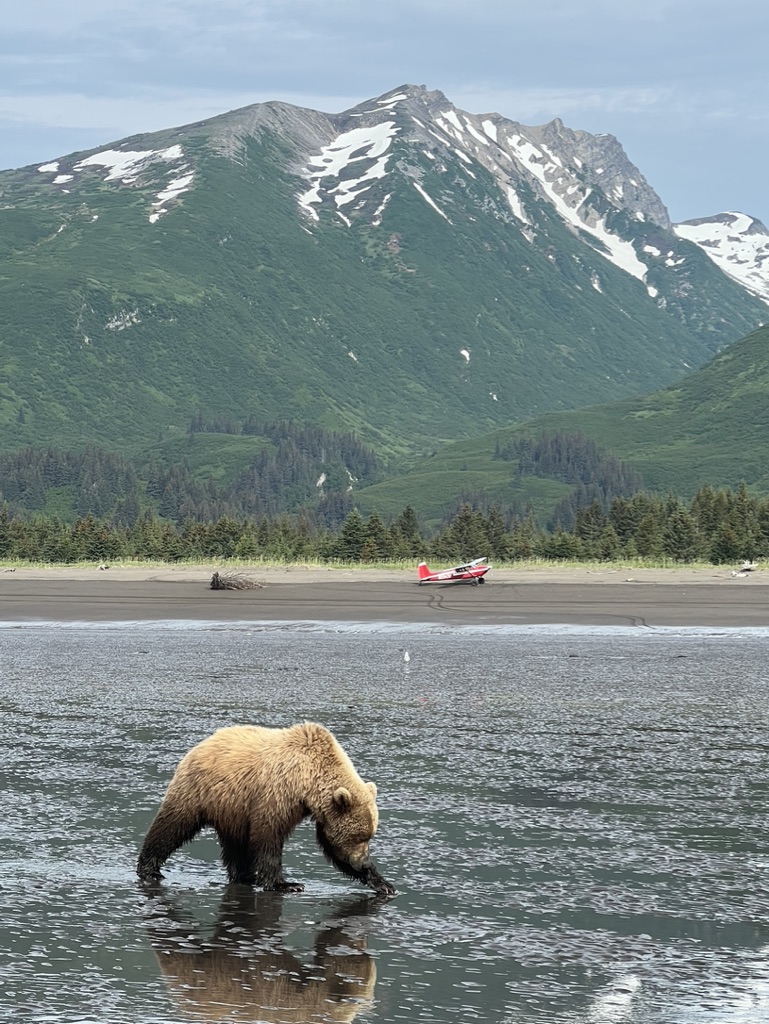 A tourist taking a photo of a bear