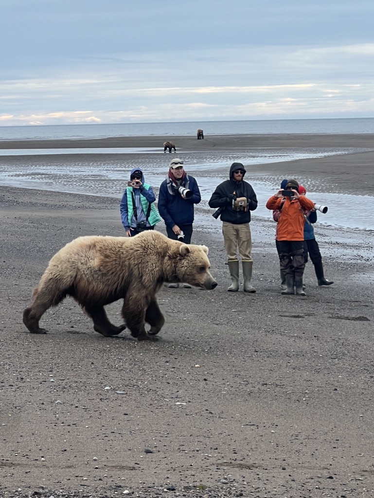 Some people walking on a beach with bears