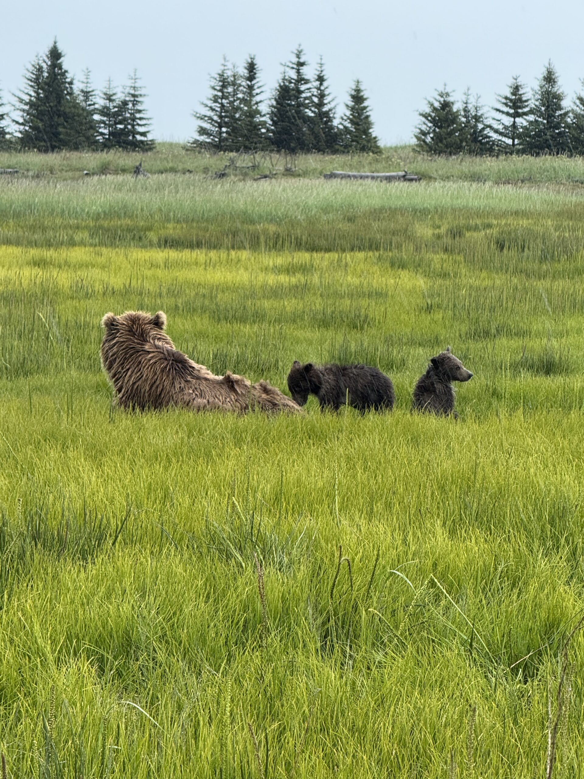 A tourist taking a photo of a bear
